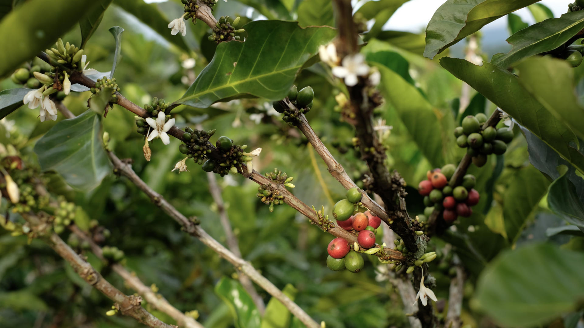 The initiative for coffee&climate (c&c)