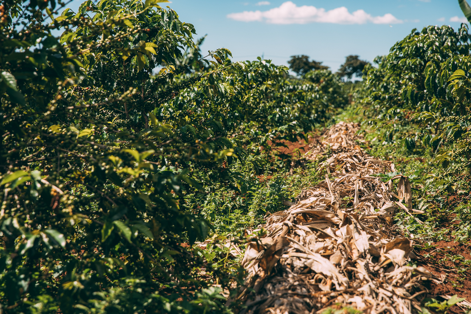 What you always wanted to know about coffee and climate change Coverf crops mitigate the impact of climate change on coffee