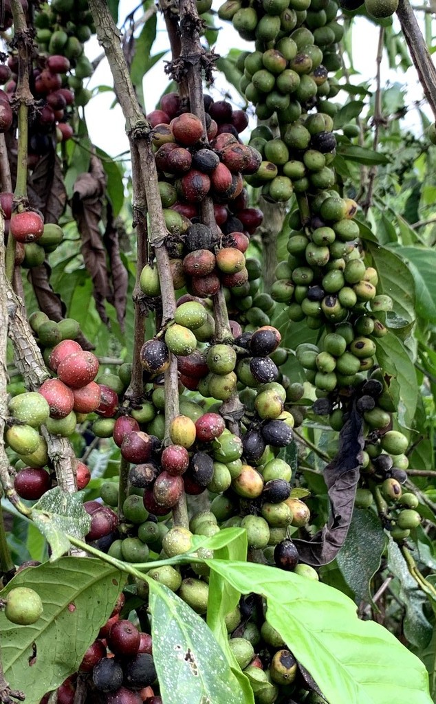 climate impacts coffee bean coffee beans affected by climate change in Uganda