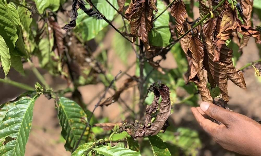 climate impacts coffee leaf brown coffee leafs affected by climate change