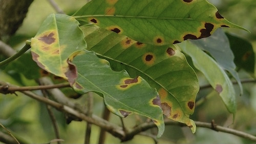 Coffee Rust