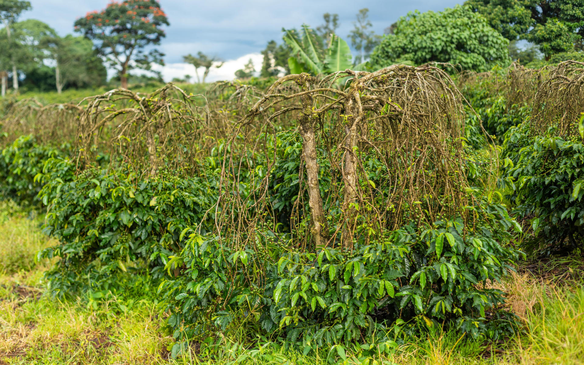 Old coffee tree Old coffee trees yield less coffee fruit