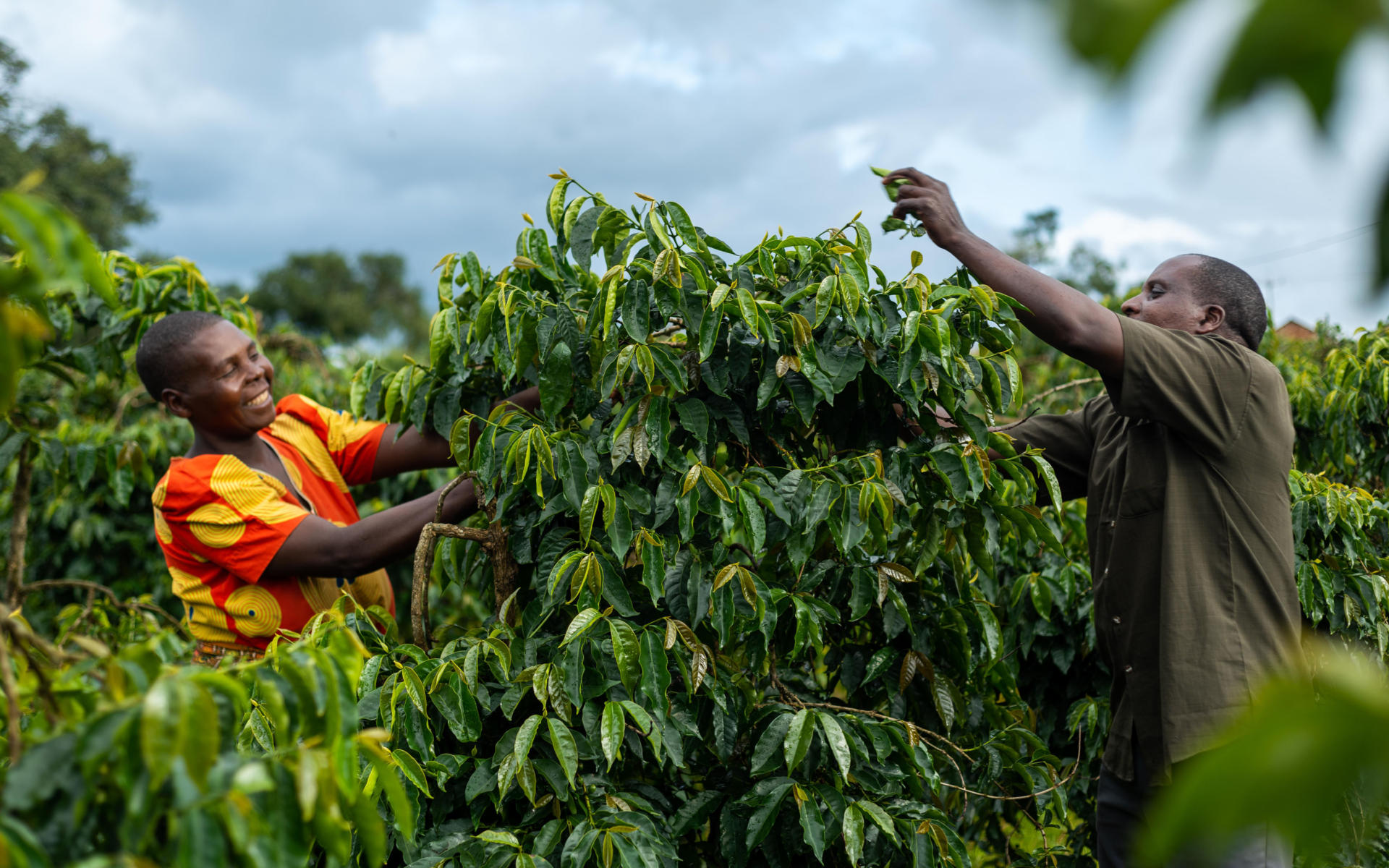 Improved coffee variety Improved coffee variety
