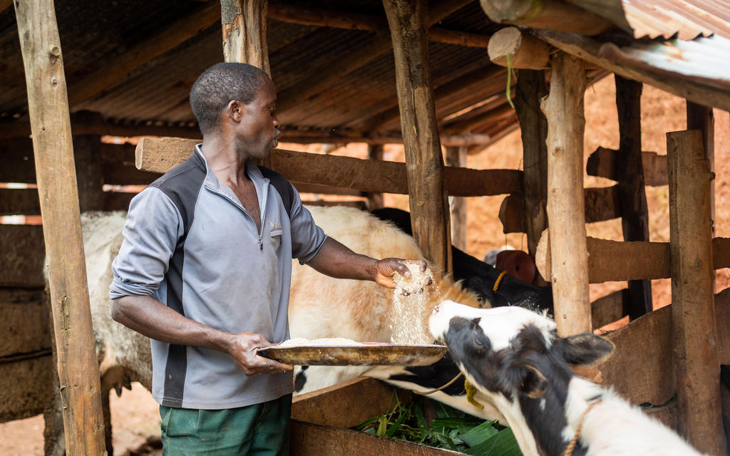 Cattle keeping