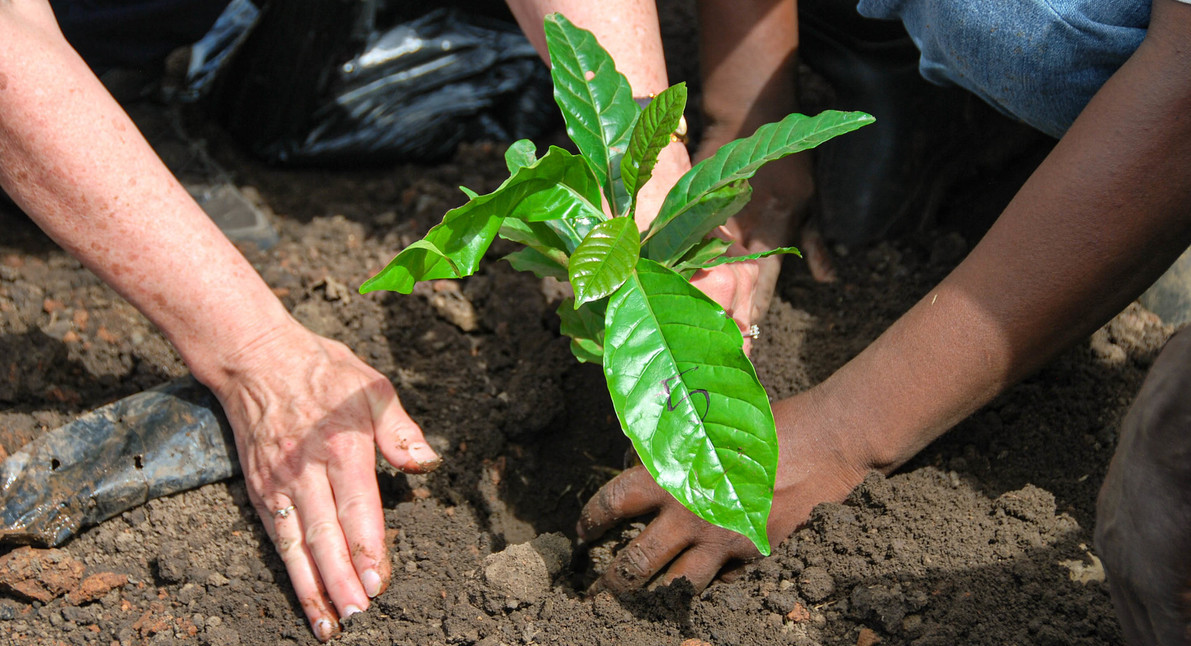 hands on coffee farmers planting coffee tree
