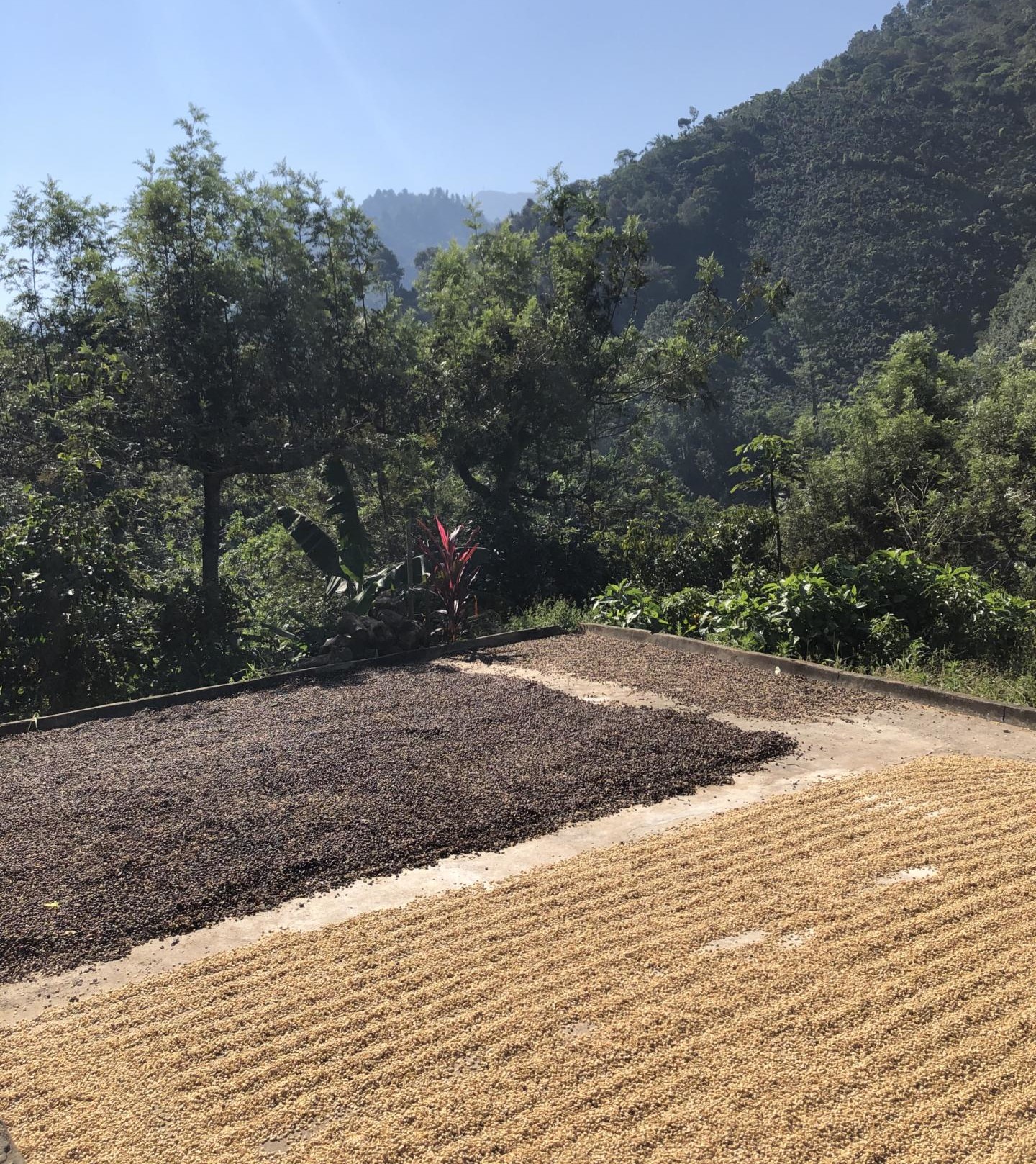 Huehuetenango 2 Coffee drying