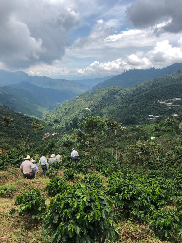 Huehuetenango 7 Coffee plot