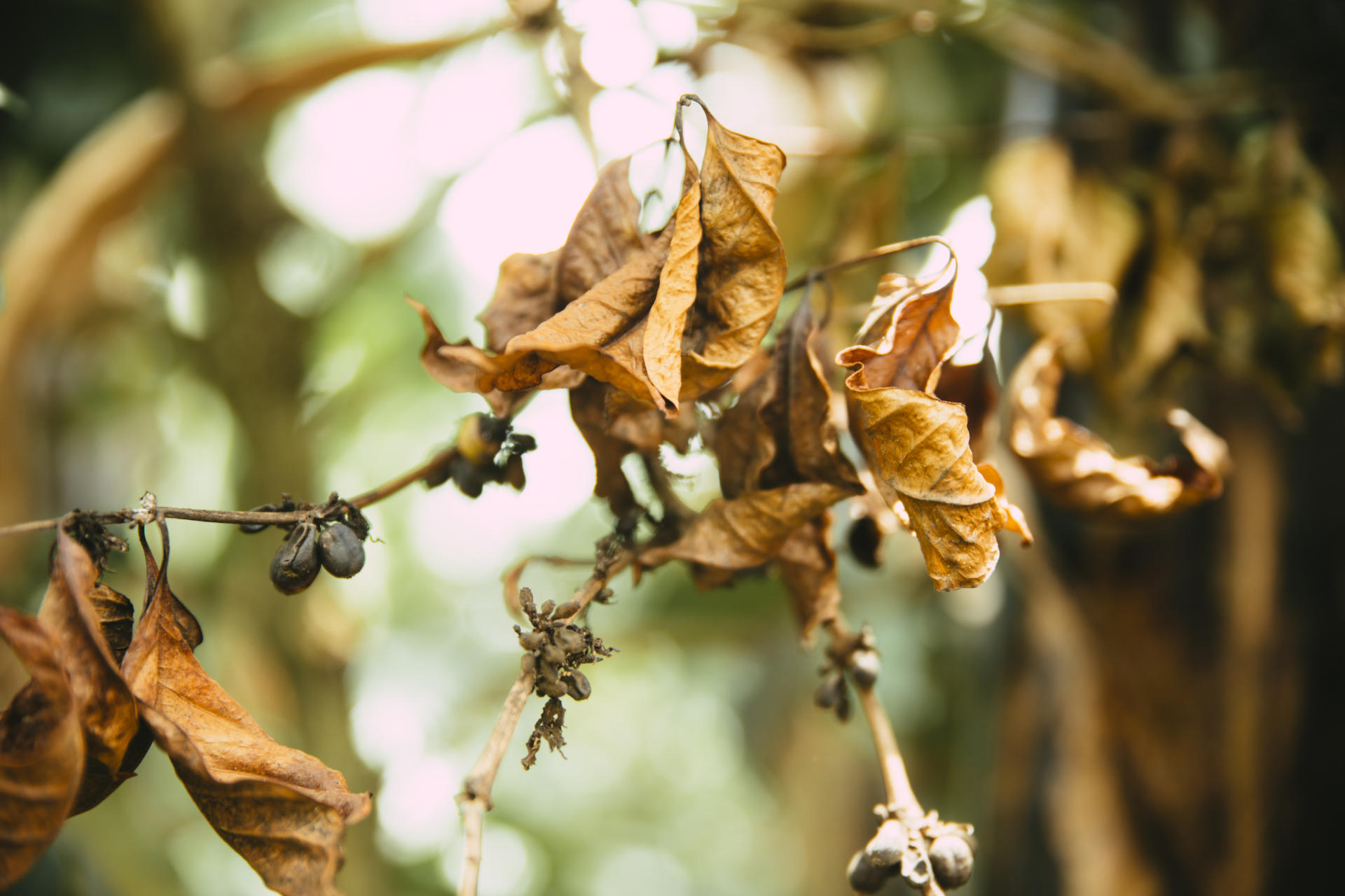 Impact of climate change on coffee Impact of climate change on coffee