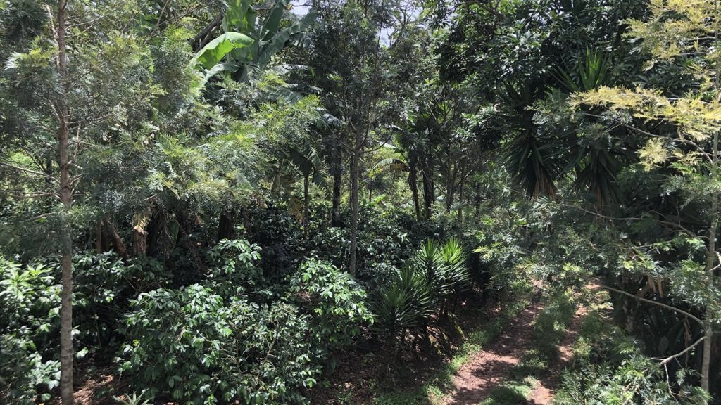 coffee farm climate-smart practices
