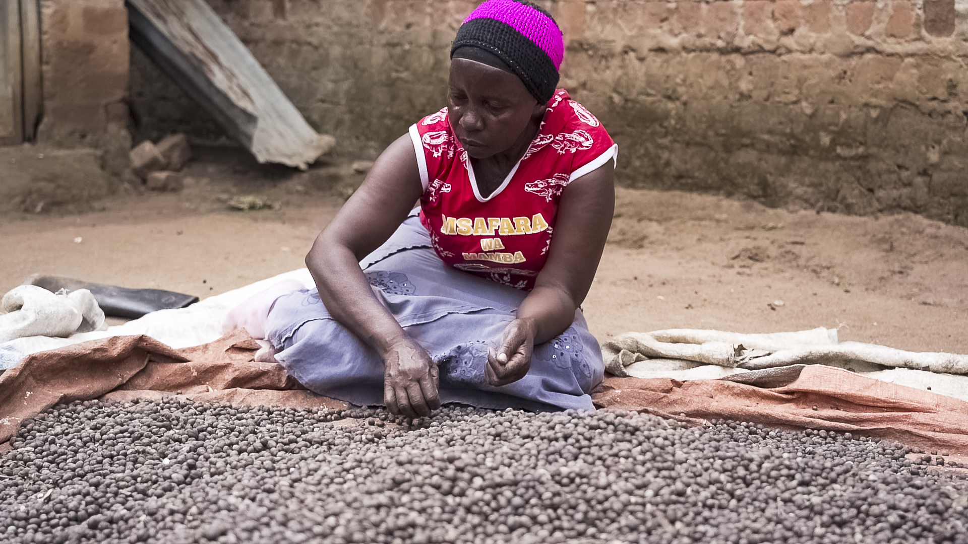 woman laying harvested coffee on the ground for drying